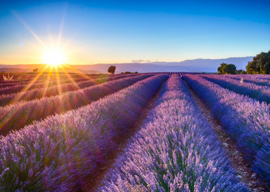 Top 5 Essential Oils for Beginners