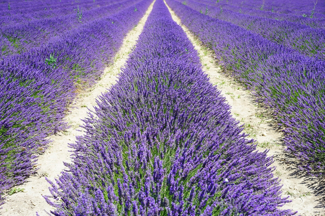 The Essential Guide to Lavender Oil: Everything You Need to Know